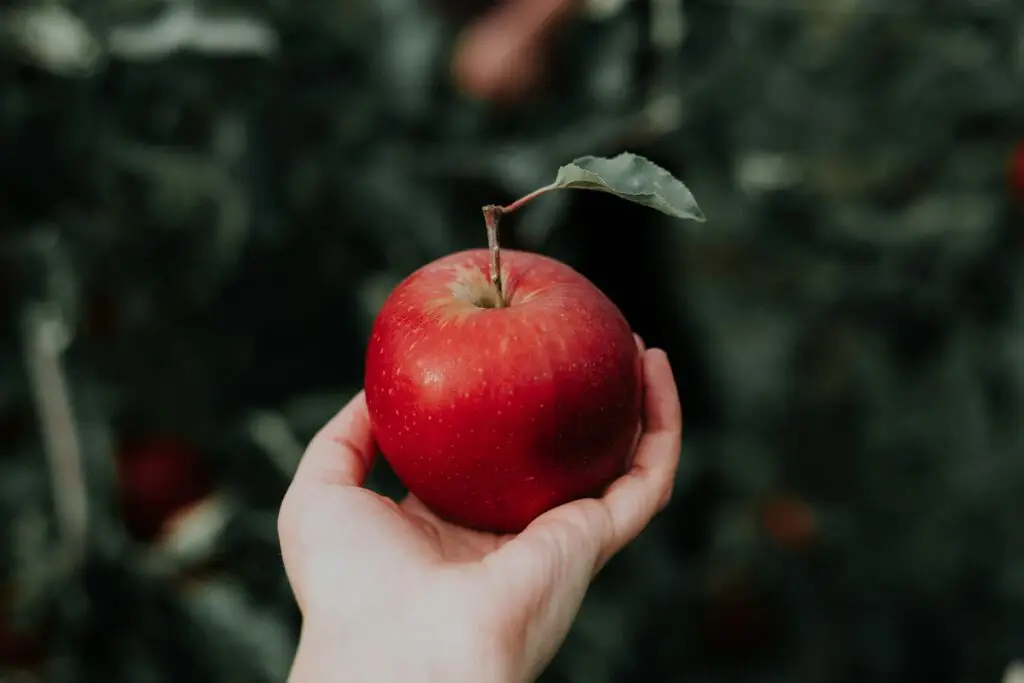 Red apple in hand symbolizing faith and understanding Christian spirituality.